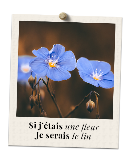 Si j'étais une fleur, je serais le lin